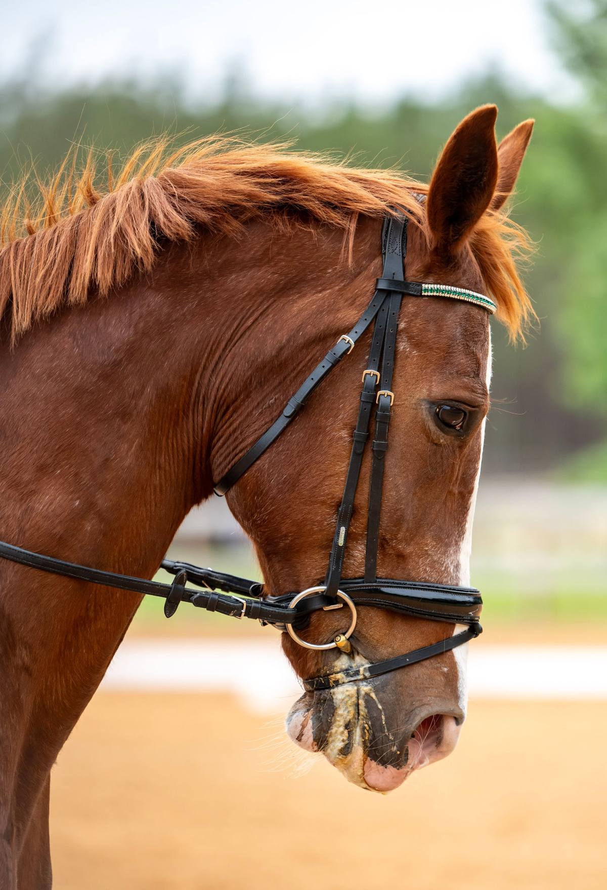 Horse and rider